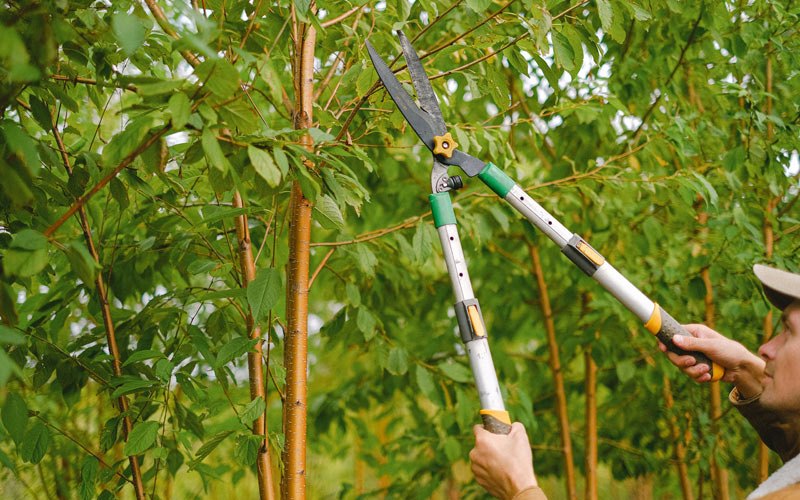 Tree trimming in Cherry Valley, NY